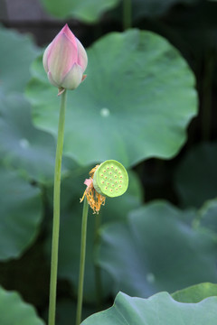 荷花莲蓬