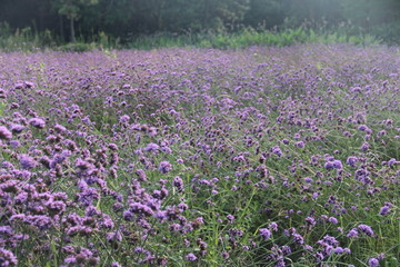 花丛紫色