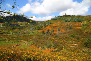 云南文山丘北田野风光万寿菊花海