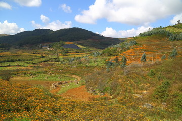 云南文山丘北田野风光万寿菊花海