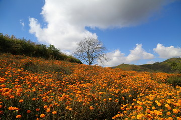 云南文山丘北田野风光万寿菊花海