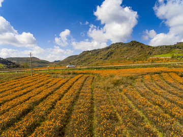 云南文山丘北田野风光万寿菊花海