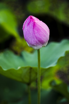 花苞花蕾