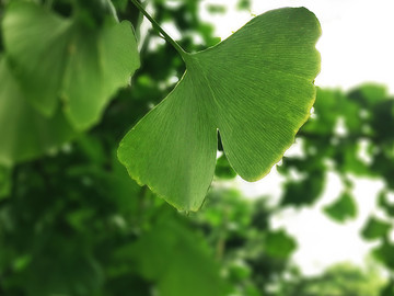 银杏树