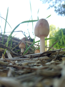 蘑菇菌菇
