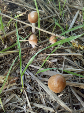 蘑菇菌菇