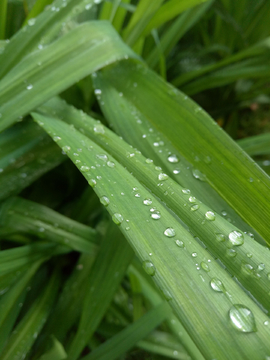 植物露水叶子