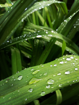 植物露水叶子