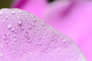 花瓣