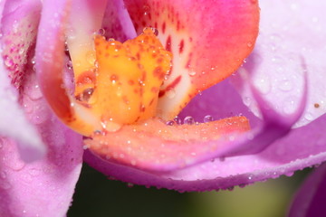 花瓣