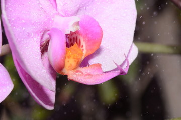 花瓣