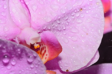 花瓣