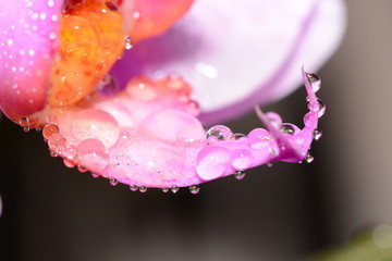 花瓣