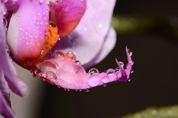 花瓣