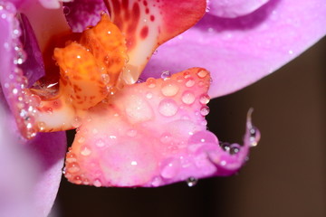花瓣