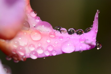 花瓣