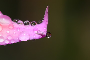 花瓣