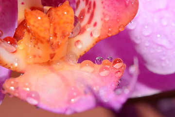 花瓣
