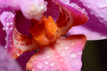 花瓣