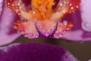 花瓣
