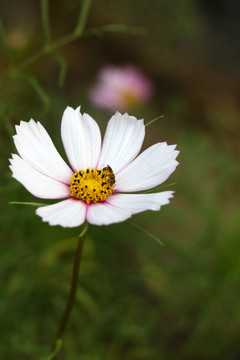 格桑花