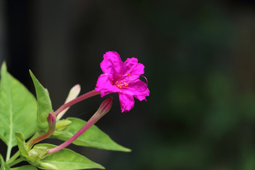紫茉莉