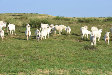 草原羊