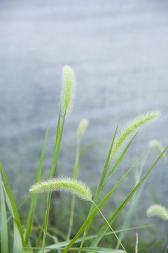 狗尾巴草