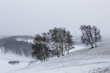 乌兰布统雪原的树13