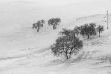 乌兰布统雪原的树15