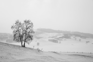 乌兰布统雪原的树1