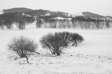 乌兰布统雪原的树7