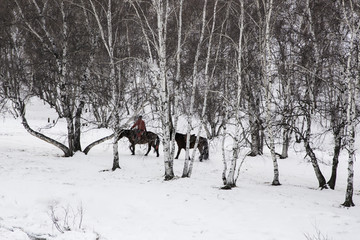 乌兰布统雪原的马6