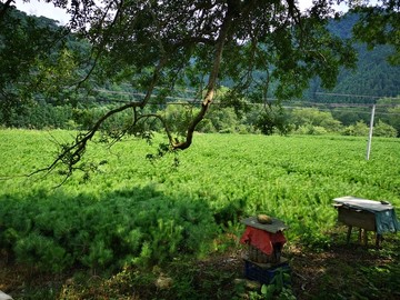 林业苗圃