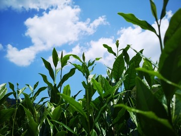 茶叶特写