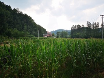 土玉米