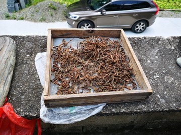 菜苔干