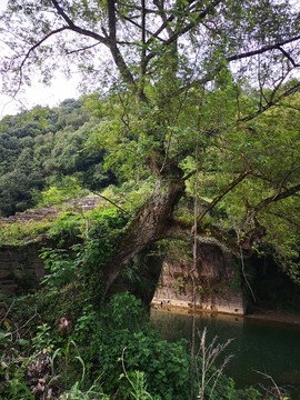 七都清溪河