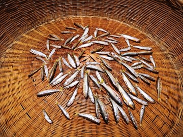 野生小河鱼