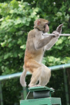 猴子表演