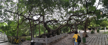 小洲村