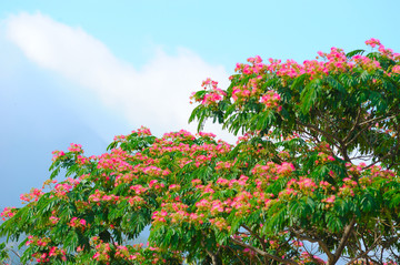 芙蓉树