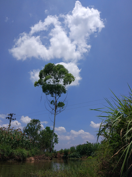 夏天乡村