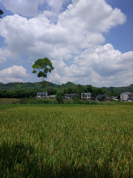 夏天乡村