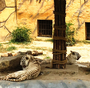 动物花园里的白虎