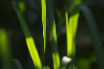 叶子