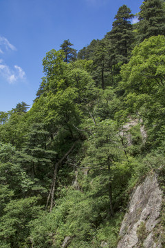 宝天曼原始森林