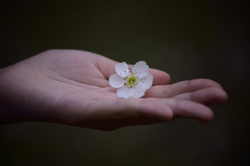 手掌里的樱花