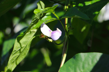 长豇豆花