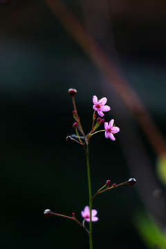 土人参花